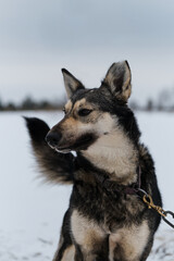 Portrait of northern sled dog Alaskan Husky in winter outside in snow. A gray haired young riding half breed.