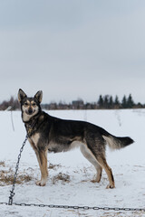Fototapeta na wymiar Portrait of northern sled dog Alaskan Husky in winter outside in snow. A gray haired young riding half breed. Stands tied to chain.