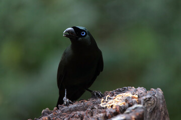 Racket-tailed Treepie on ground