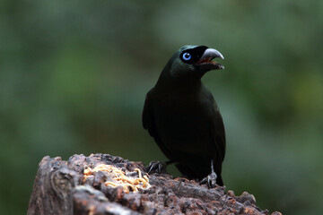 Racket-tailed Treepie on ground