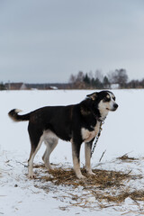 Portrait of northern sled dog Alaskan Husky in winter outside in snow. Black tan half breed is tied to chain outside in cold winter on cloudy day. Looks into distance.