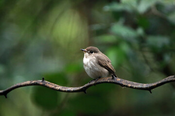 Asian Brown Flycatcher  on a branch