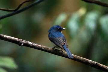 The Indochinese Blue Flycatcher on a branch