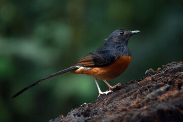 White-rumped shama on a branch