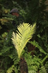 fern leaves in the forest