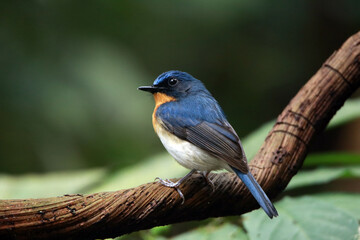 The Indochinese Blue Flycatcher on a branch