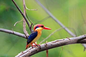 The Oriental Dwarf Kingfisher on a branch