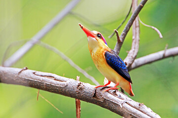 The Oriental Dwarf Kingfisher on a branch
