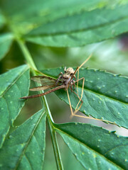 Vertical photo of spider killed an insect and eating on marigold flower leaf
