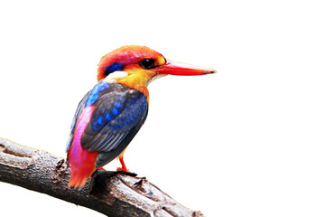 The Oriental Dwarf Kingfisher on a branch