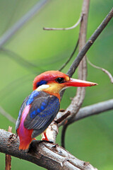 The Oriental Dwarf Kingfisher on a branch