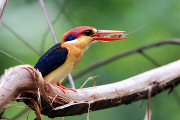The Oriental Dwarf Kingfisher on a branch