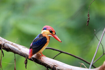 The Oriental Dwarf Kingfisher on a branch
