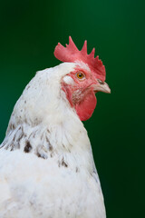 Close up shot of head of white Sussex chicken isolated on dark background