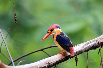 The Oriental Dwarf Kingfisher on a branch