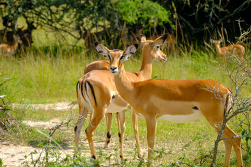 Group of impalas in Akagera Natioal Park, Rwanda