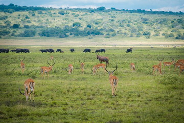 Herbivores grazing in Kilala plain in Akagera Natioal Park, Rwanda