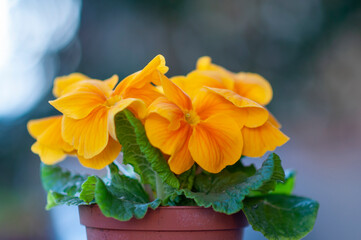 spring flowers. colourful orange primerose