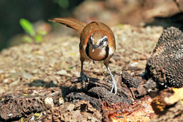 Obraz premium Greater Necklaced Laughingthrush on a branch