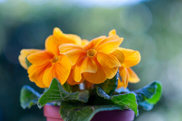 spring flowers. colourful orange primerose