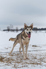 Portrait of northern sled dog Alaskan Husky in winter outside in snow. Gray half breed looks like Siberian husky in cold winter on cloudy day. Looks into distance with ears up and tongue sticking out.