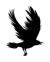 crow silhouette