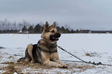 Portrait of northern sled dog Alaskan Husky in winter outside in snow. Half breed is tied to chain in cold winter on cloudy day. Lies and looks into distance with his ears up.