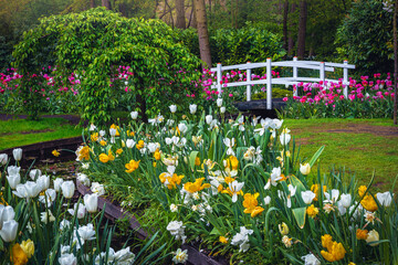 Amazing part of ornamental garden with colorful tulips and bushes