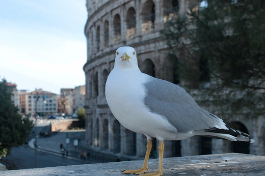 Seagull in Roma in front of Colleseum