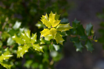 アマギヒイラギモチ　葉模様