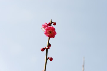鹿児島　ピンクの梅の花
