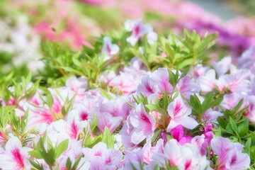 白とピンクのツツジ