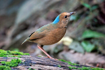 male of Blue-naped Pitta Bird (Pitta nipalensis) standing on the log, Bird of Thailand.