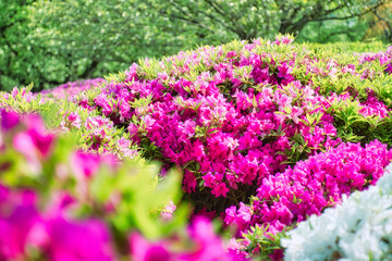 Fototapeta premium ツツジ