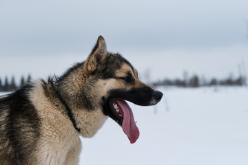 Northern sled dog Alaskan Husky in winter outside in snow. Portrait of large red white mongrel in profile. Long nose and protruding tongue.