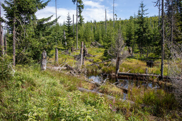 Coniferous forest with pine cones, swamp and water areas in the Bavarian and Bohemian Forest, Germany,Czech