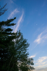 Evening sky with trees