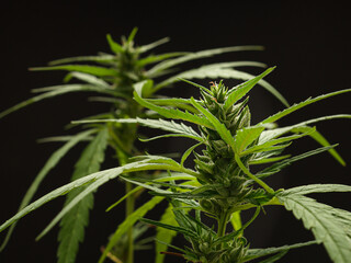 Cannabis plant against a black background. Texture marijuana leaves