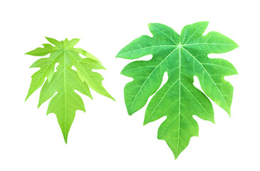 Isolated set of papaya leaves with clipping paths.