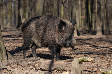 Wild boar - Sus scrofa - in the forest and by the in its natural habitat. Photo of wild nature.