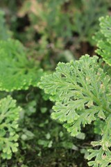 close up of green fern