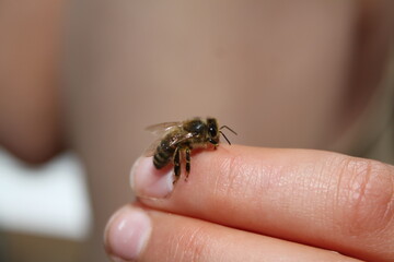 Abeille