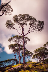 Obraz premium silhouette of a tree