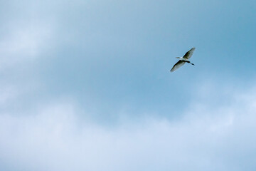 Héron garde-bœufs en plein vol lors d'une journée nuageuse 