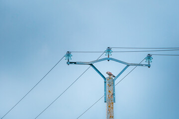Faucon crécerelle juché sur un pylône électrique lors d'une journée nuageuse