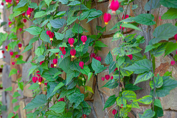 Red flower trailing also know as Abutilon megapotamicum blooming in sunny garden with stone wall...