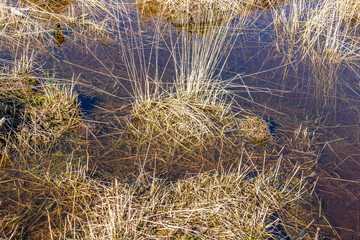 Close-up of brown wild grass covered in water on a swampy ground, sunny day in the Dutch nature reserve Natuurpoort Vennenhorst, North Brabant in the Netherlands