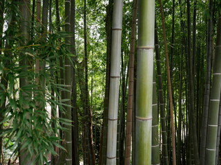 たくさんの竹