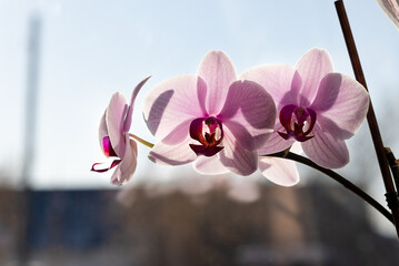 a branch of a pink orchid in a pot on the window
