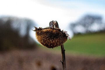 Sunflower in early spring on Traumpfad Burg Eltz in Eifel, Germany